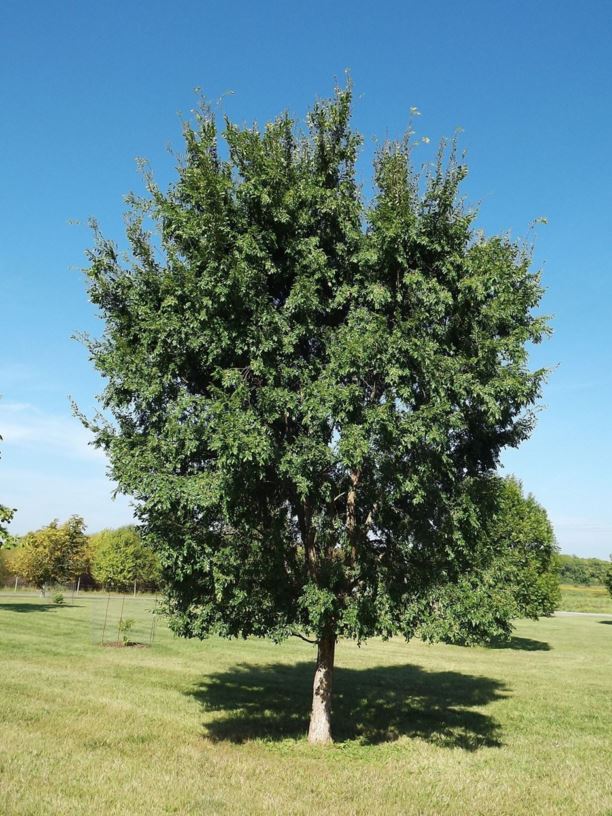 Ulmus parvifolia 'Dynasty' - Dynasty Chinese elm, Dynasty lacebark elm