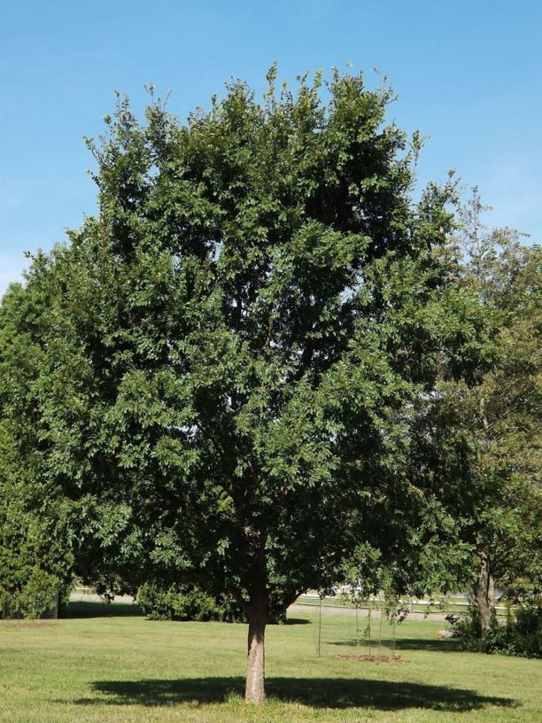 Ulmus parvifolia 'Matthew' - Matthew Chinese elm, Matthew lacebark elm
