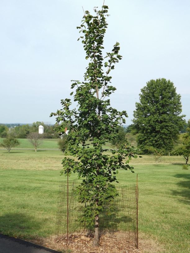 Acer platanoides 'Crispum' - Crispum Norway maple
