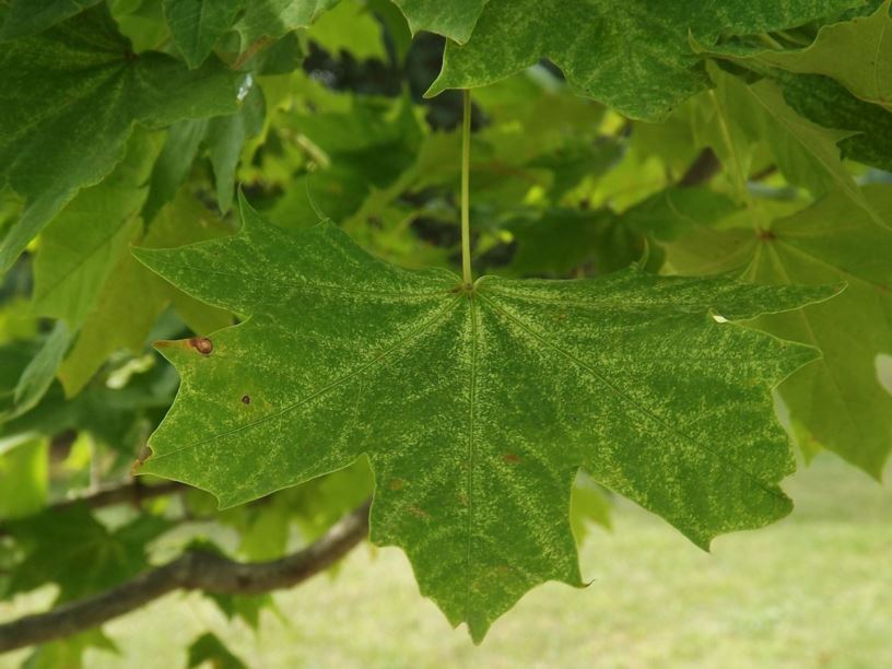 Acer platanoides 'Walderseei' - Waldersee Norway maple