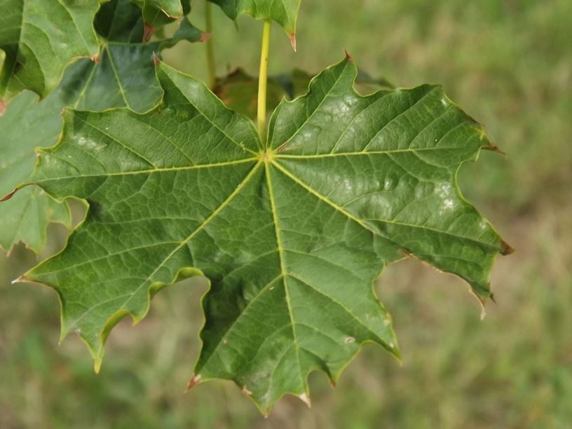 Acer platanoides 'Undulatum' - undulate Norway maple