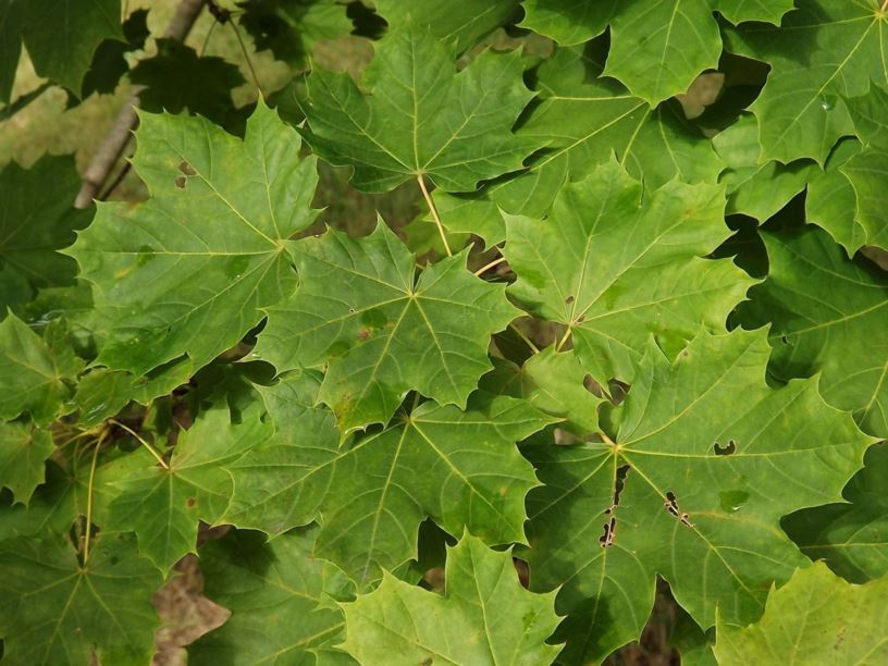 Acer platanoides 'Alberta Park' - Alberta Park Norway maple