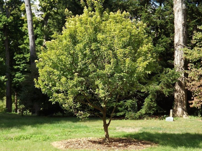 Acer buergerianum (McCracken white-leaf selection) - trident maple (McCracken white-leaf selection)