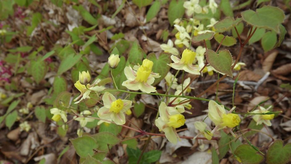 Epimedium × versicolor 'Sulphureum' - yellow bicolor barrenwort