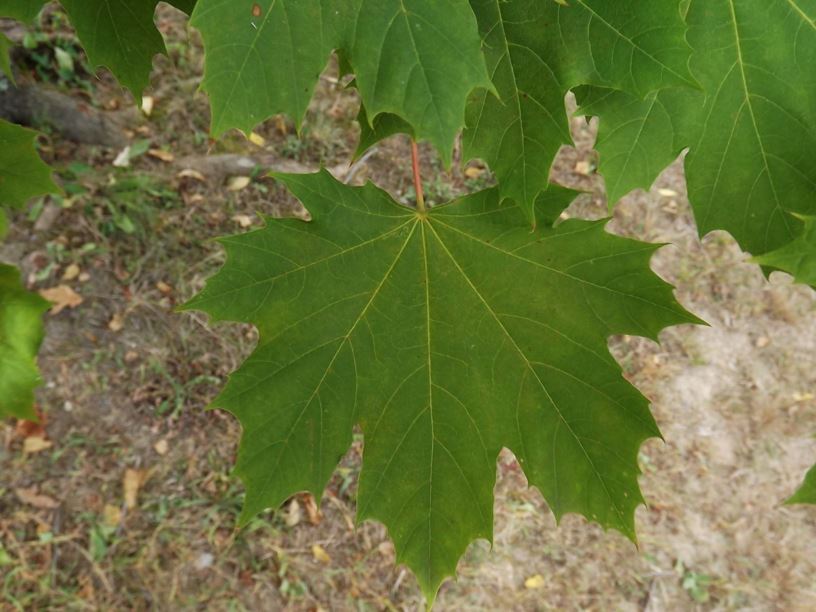 Acer platanoides 'Lamis' Crystal™ - Crystal™ Norway maple