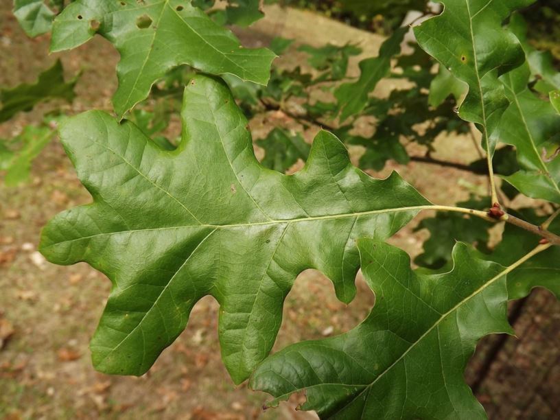 Quercus pagoda - cherrybark oak, swamp red oak