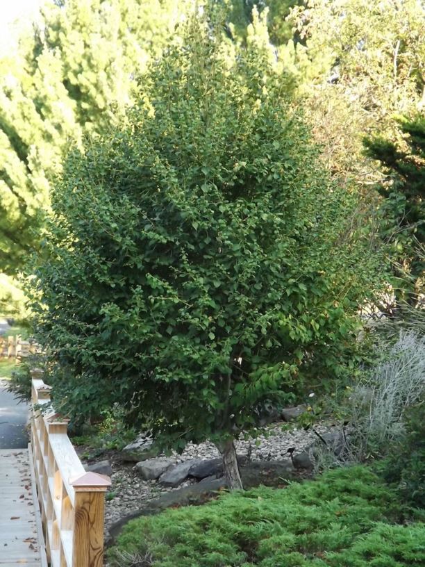 Acer davidii subsp. grosseri 'Dawes Emerald Tiger' - Dawes Emerald Tiger Grosser maple