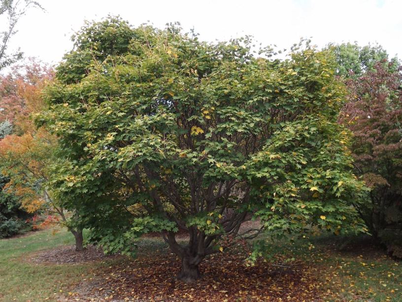 Acer cappadocicum - coliseum maple