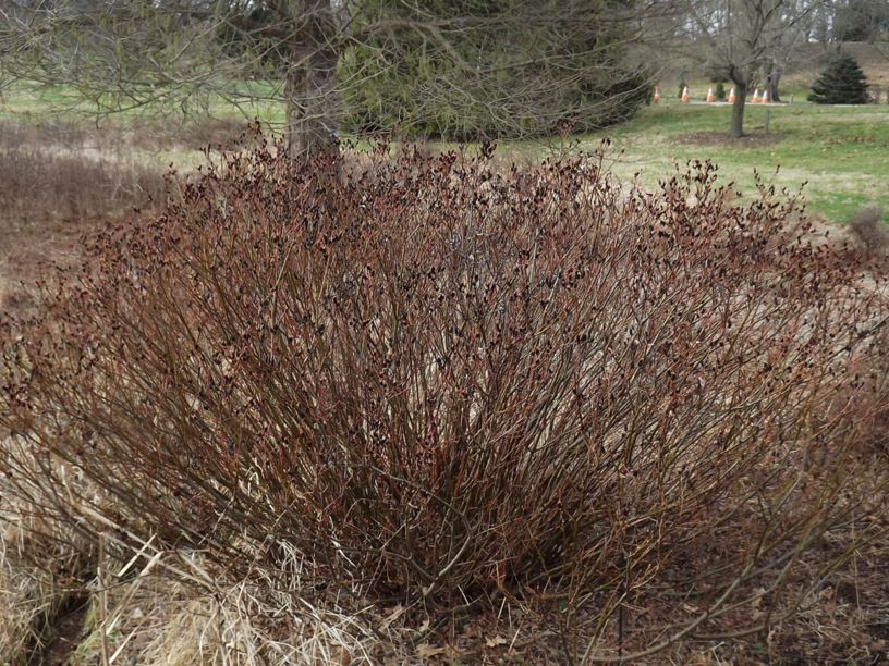 Salix gracilistyla 'Melanostachys' - black pussy willow, black catkin willow