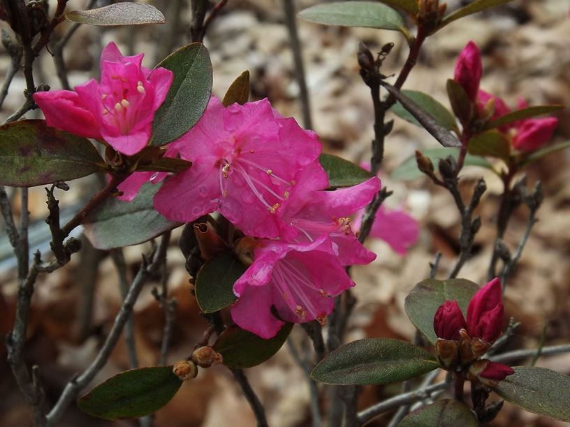Rhododendron 'New Patriot' - New Patriot rhododendron