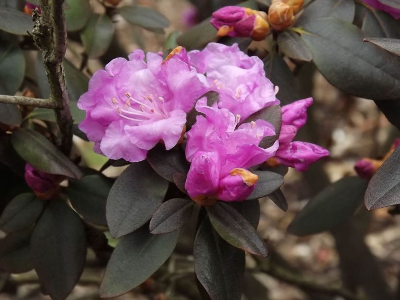 Rhododendron 'PJM Elite' - PJM Elite rhododendron