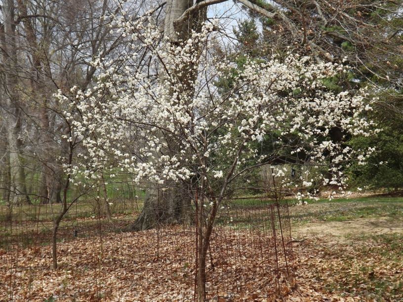 Prunus hortulana × P. americana - hybrid plum