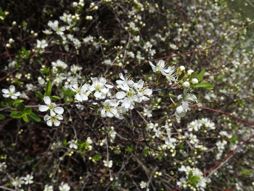 Prunus fruticosa - European ground cherry