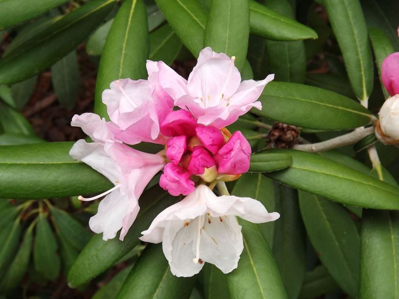 Rhododendron 'Oh My!' - Oh My! rhododendron