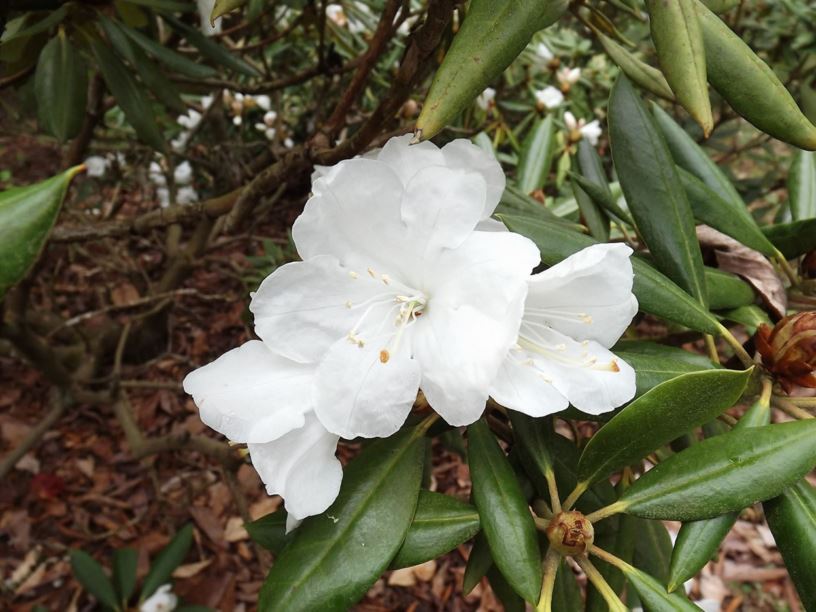 Rhododendron hyperythrum - species of rhododendron