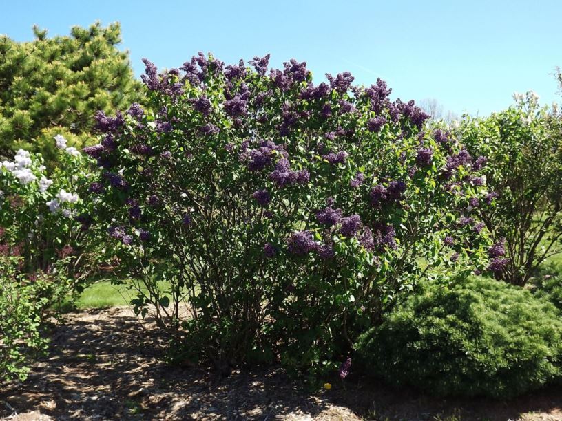Syringa vulgaris 'Albert F. Holden' - Albert F. Holden common lilac
