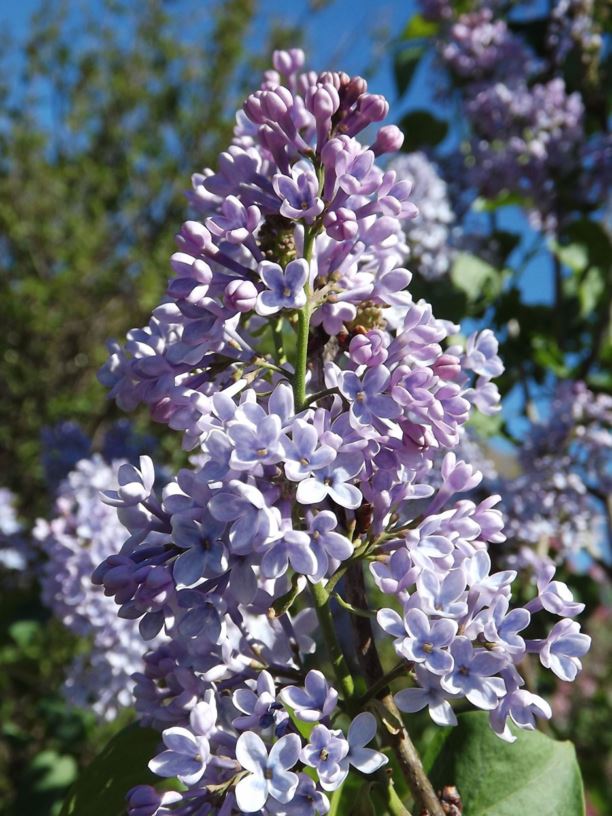 Syringa oblata - early lilac, broadleaf lilac