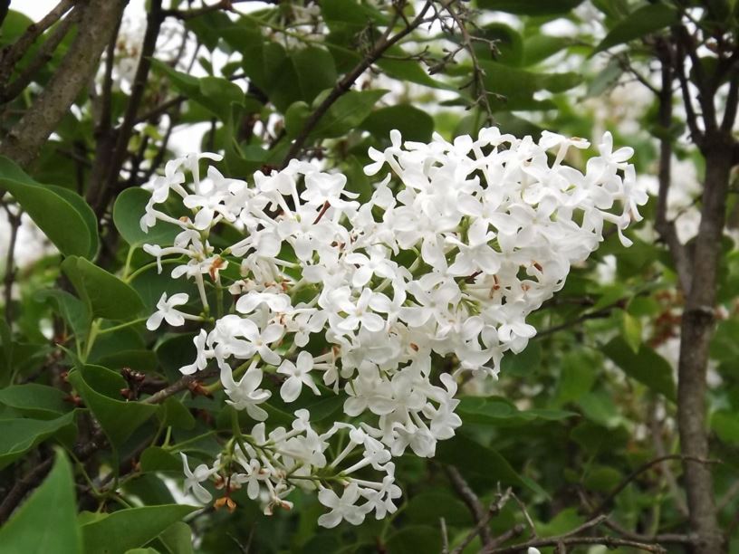 Syringa vulgaris 'Frederick Law Olmsted' - Frederick Law Olmsted common lilac