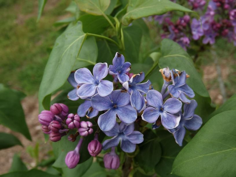 Syringa vulgaris 'Wonderblue' - Wonderblue common lilac