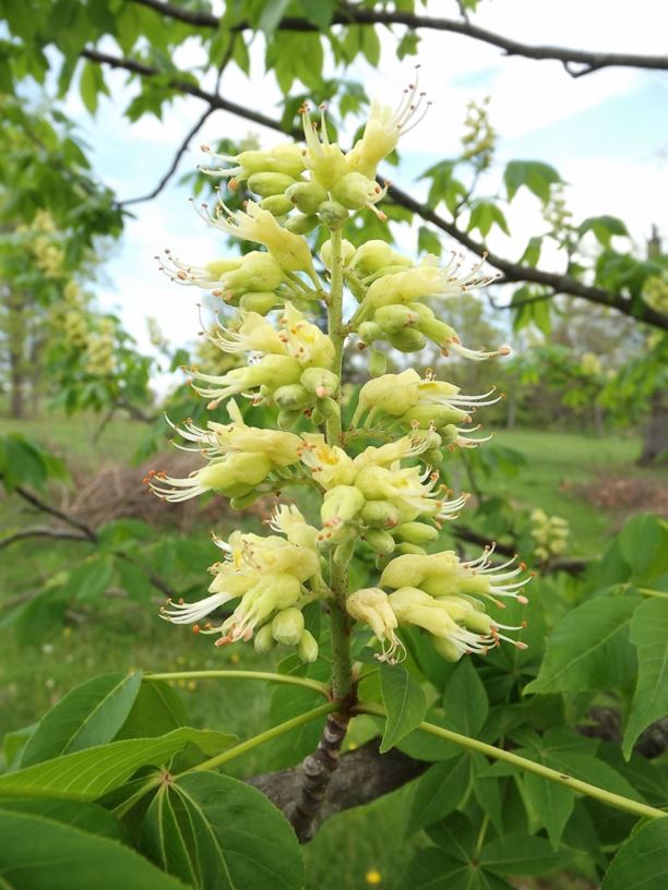 Aesculus × bushii - Arkansas buckeye, Mississippi buckeye