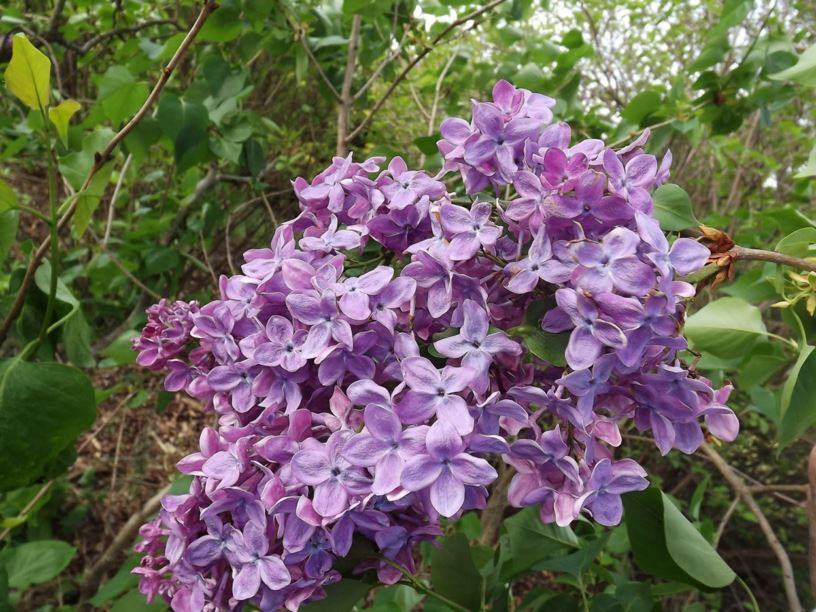 Syringa vulgaris 'Margaret Fenicchia' - Margaret Fenicchia common lilac