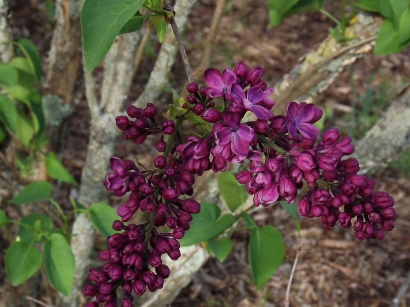 Syringa vulgaris 'Night' - Night common lilac