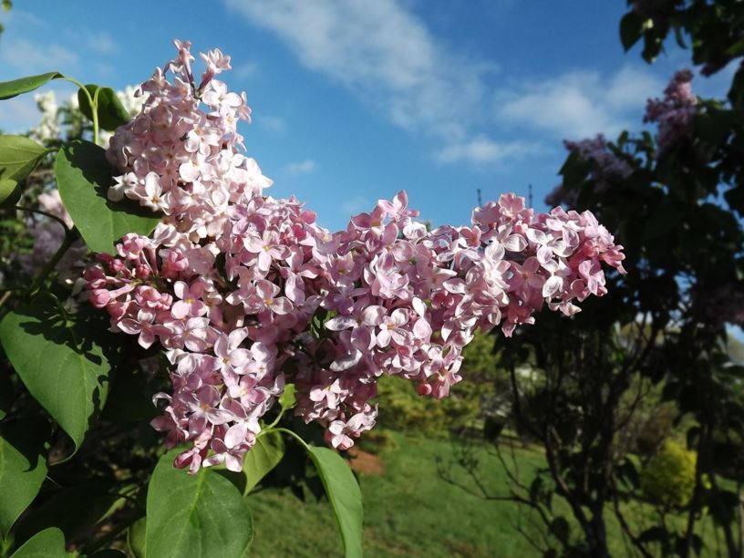 Syringa vulgaris 'Marie Frances' - Marie Frances common lilac