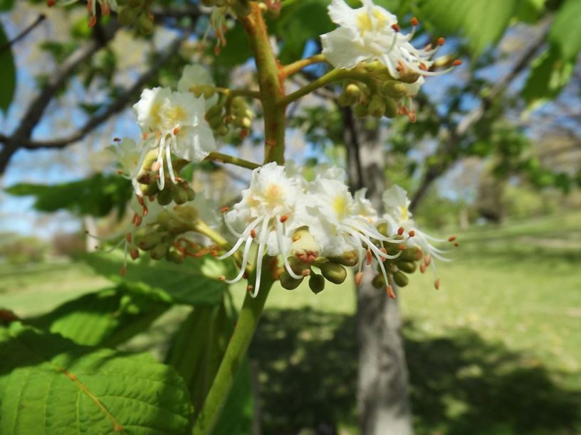 Aesculus hippocastanum 'Baumannii' - Baumann common horse-chestnut