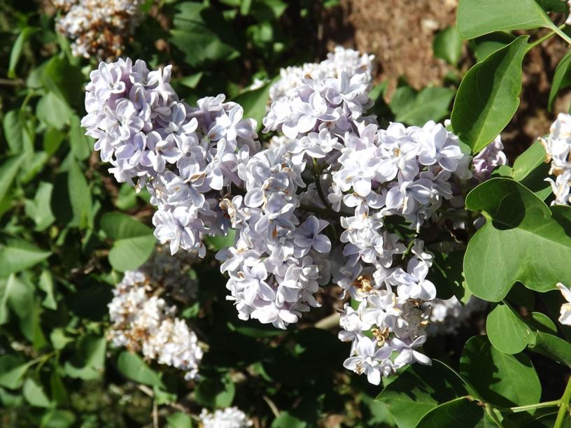 Syringa vulgaris 'Président Grévy' - President Grevy common lilac