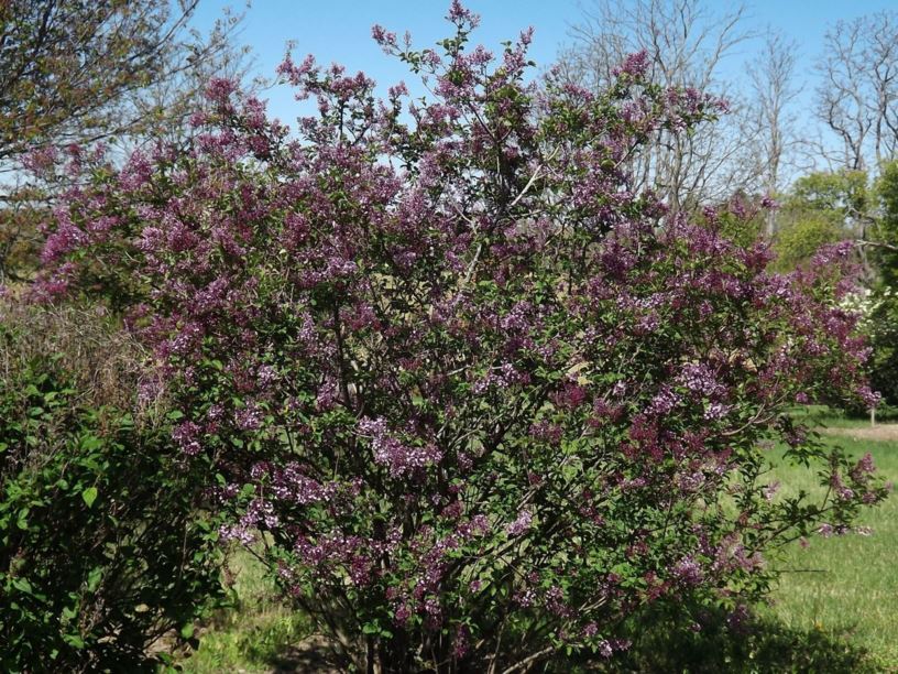 Syringa pubescens subsp. julianae 'George Eastman' - George Eastman Juliana lilac