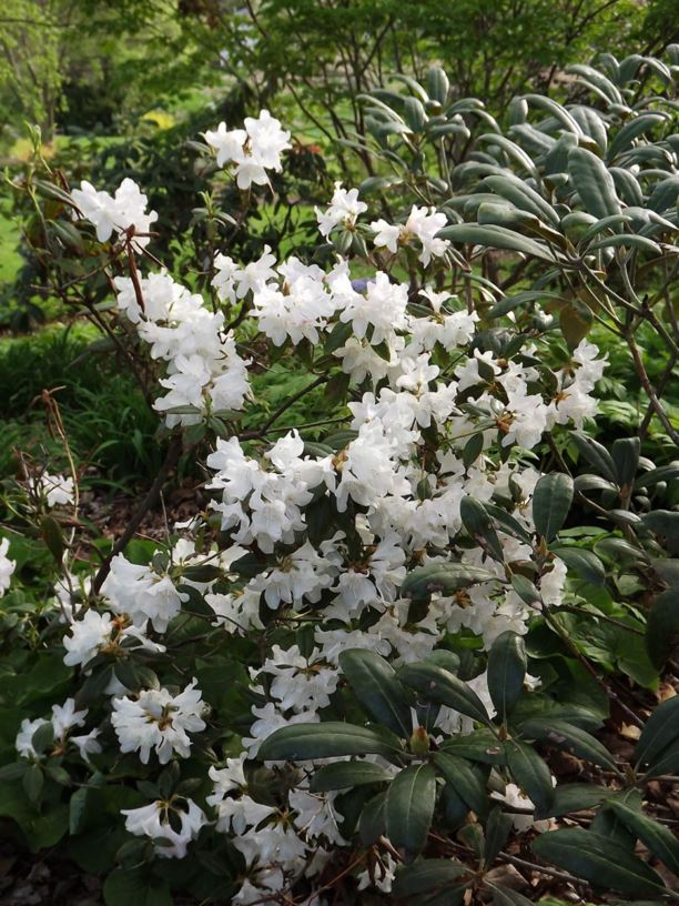 Rhododendron 'Dora Amateis' - Dora Amateis rhododendron