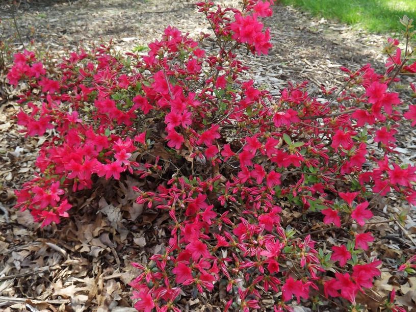 Rhododendron 'Hino-red' - Hino-red azalea
