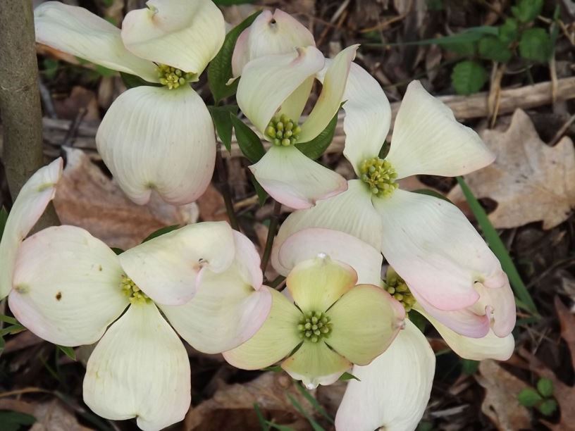 Cornus florida 'Karen's Appalachian Blush' - Karen's Appalachian Blush flowering dogwood