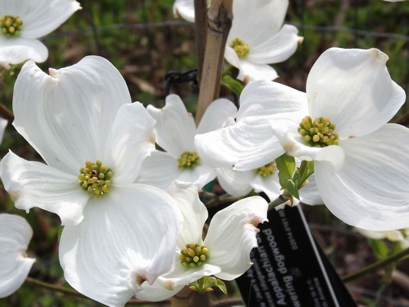 Cornus florida 'Jean's Appalachian Snow' - Jean's Appalachian Snow flowering dogwood