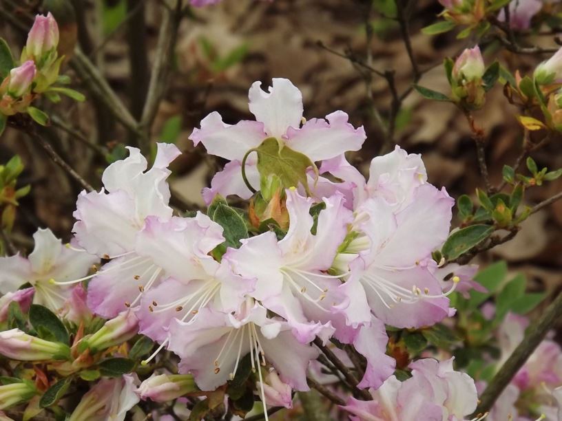 Rhododendron 'Orchid Lace' - Orchid Lace azalea
