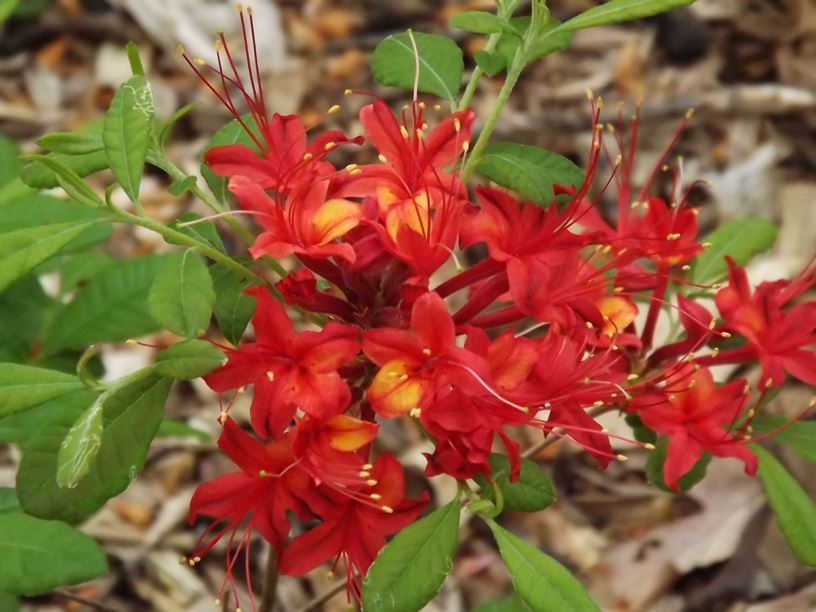 Rhododendron flammeum - Oconee azalea