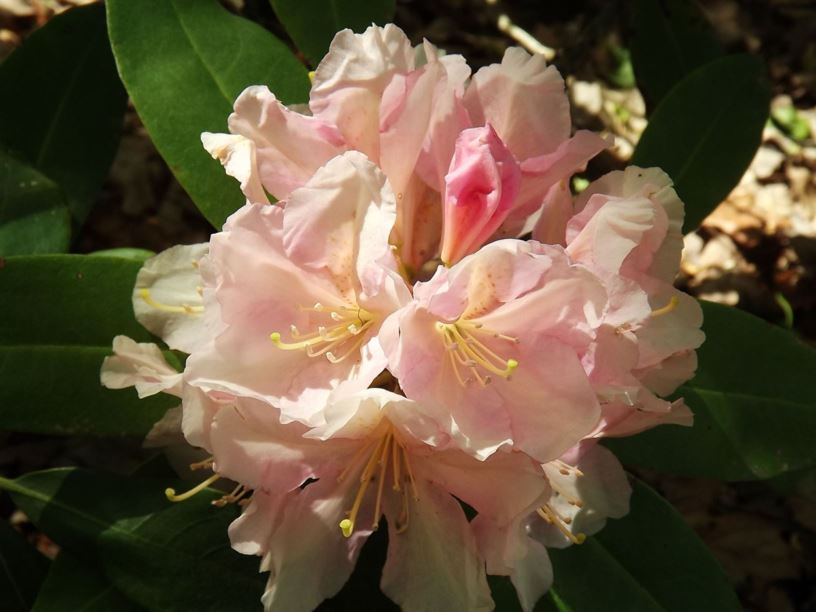 Rhododendron 'Winning One' - Winning One rhododendron
