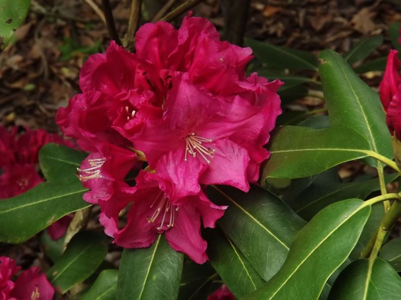 Rhododendron 'Spring Parade' - Spring Parade rhododendron