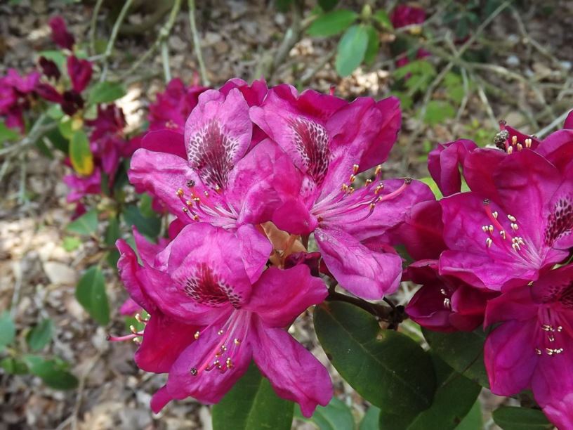 Rhododendron 'Jazzy Virtues' - Jazzy Virtues rhododendron