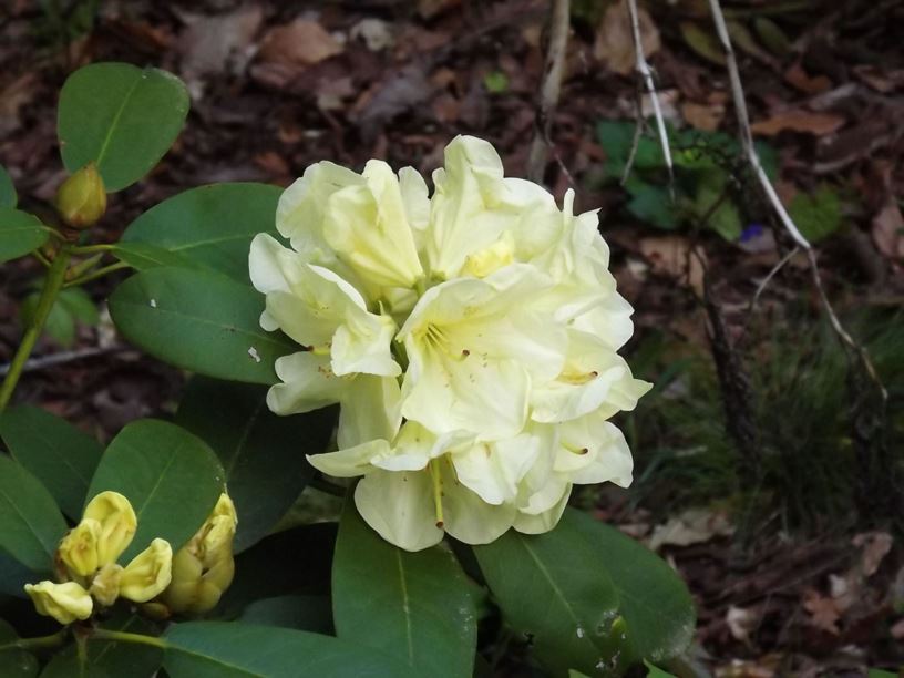 Rhododendron 'Delp's Stardust' - Delp's Stardust rhododendron