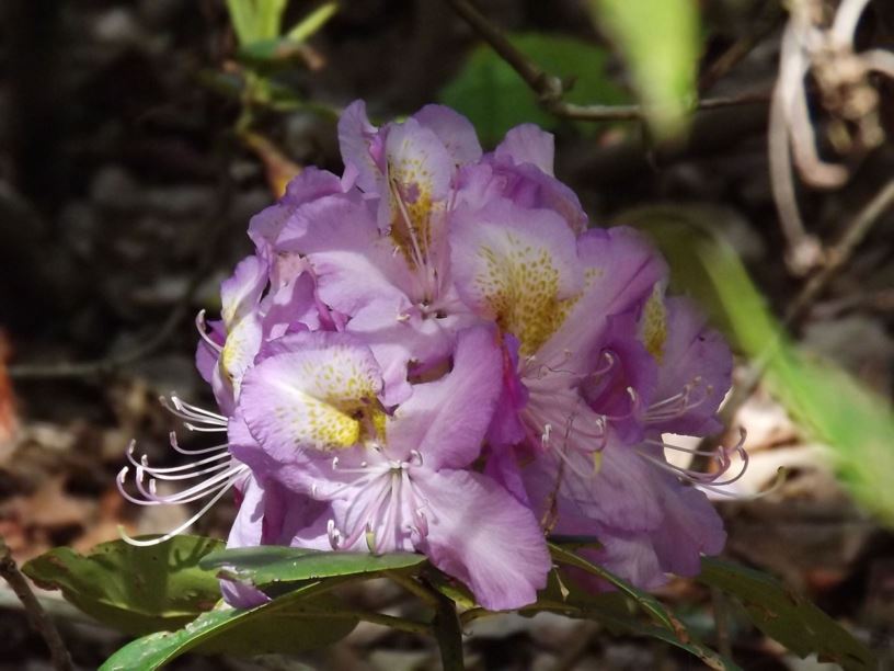 Rhododendron 'Aunt Mildred' - Aunt Mildred rhododendron