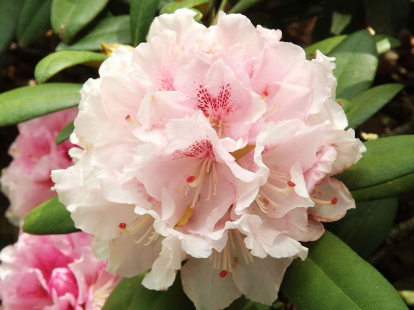 Rhododendron 'Ingrid Mehlquist' - Ingrid Mehlquist rhododendron