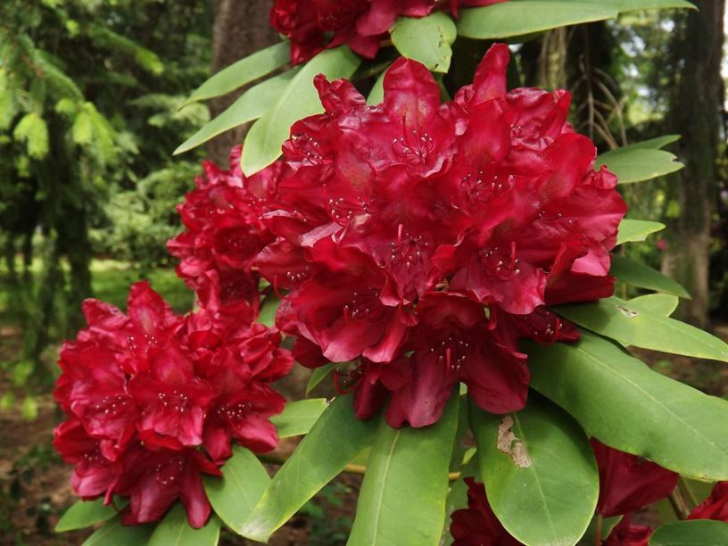 Rhododendron 'Francesca' - Francesca rhododendron