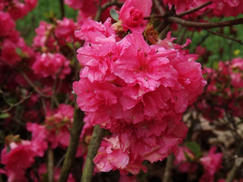 Rhododendron 'May Belle' - May Belle azalea