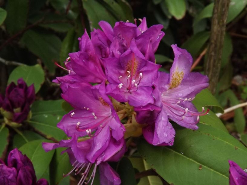 Rhododendron 'Purpureum Grandiflorum' - Purpureum Grandiflorum rhododendron