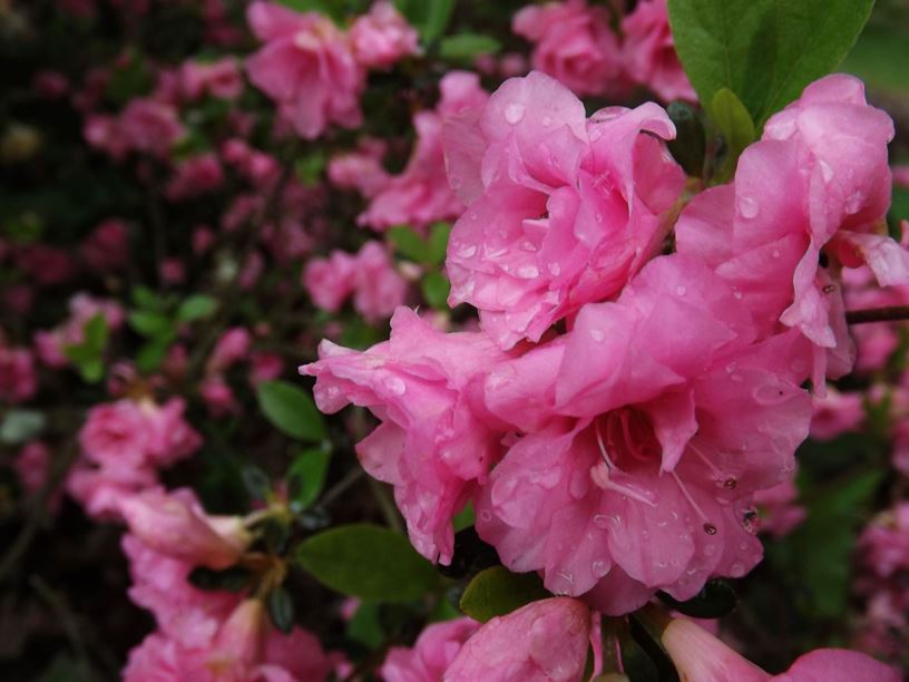 Rhododendron 'Rosebud' - Rosebud azalea