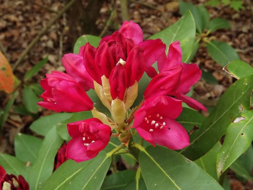 Rhododendron 'Hot Mix' - Hot Mix rhododendron