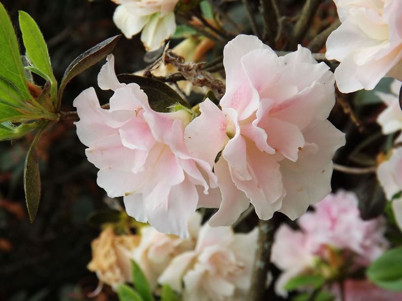 Rhododendron 'Eliza Hyatt' - Eliza Hyatt azalea