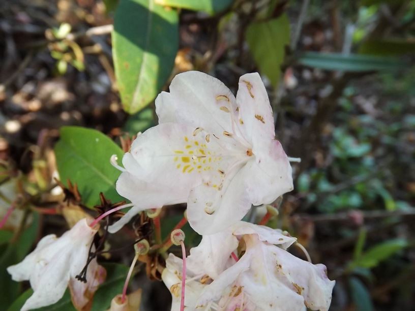 Rhododendron carolinianum var. album - white-flower Carolina rhododendron