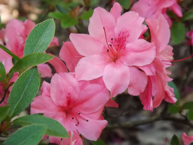 Rhododendron 'Gloskey Pink' - Gloskey Pink azalea